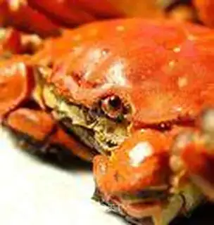 yangcheng Lake hairy crabs