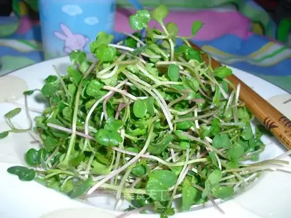 Delicious and fragrant radish seedlings