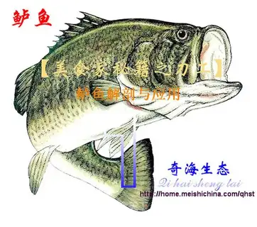 Anatomy and application of perch