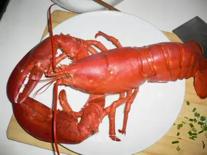 Australian lobster