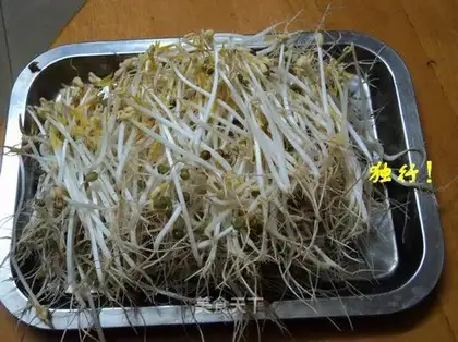 Spontaneous mung bean sprouts