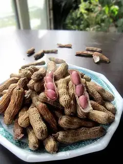 Phalogen peanuts