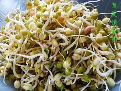 Green bean sprouts