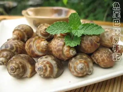 Spicula leucosum