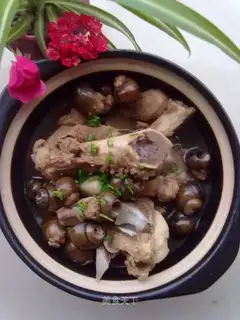 Snail bone