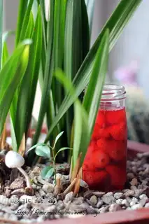 Sugar Strawberry