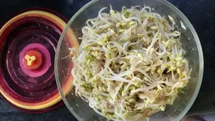 The green bean sprouts