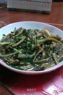 Squid