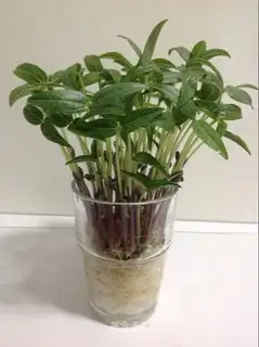 Green bean sprouts