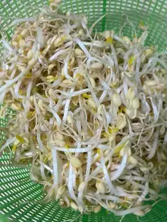 Auto green bean sprouts