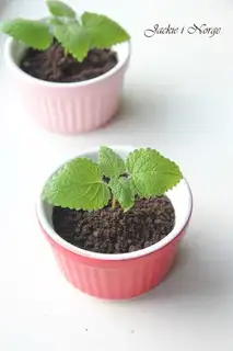 The yogurt plant