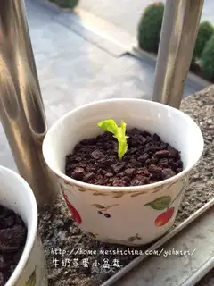 Milk evaporated egg plant