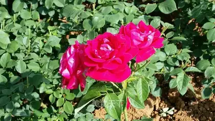 Rose candy