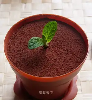 Tiramisu the plant