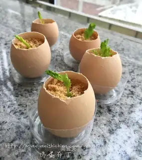 Shell egg pudding plant