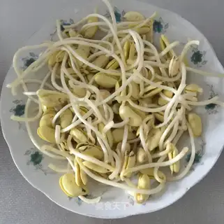 Homemade soybean sprouts