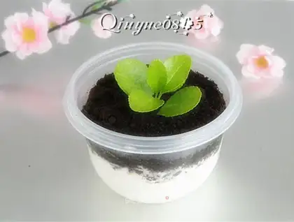 Olio's yogurt view