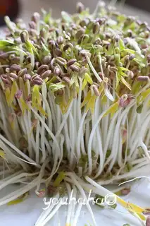 Homemade green bean buds