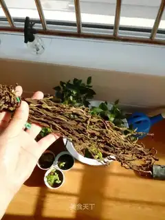 The beans