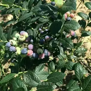 Blueberry jam
