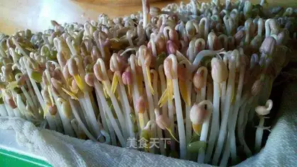 Homemade green bean sprouts