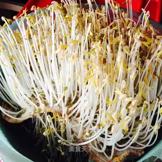 Homemade green bean sprouts