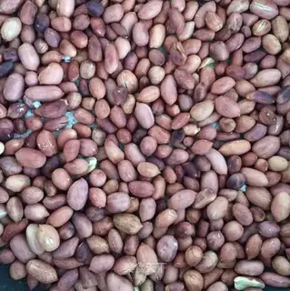 Spam