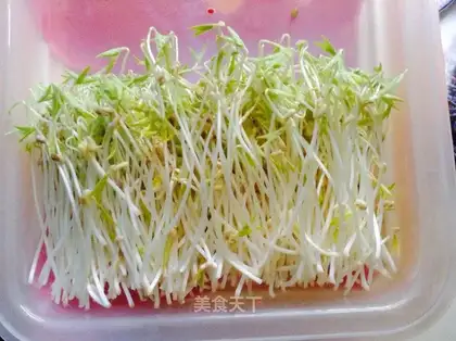 Green healthy bean sprouts