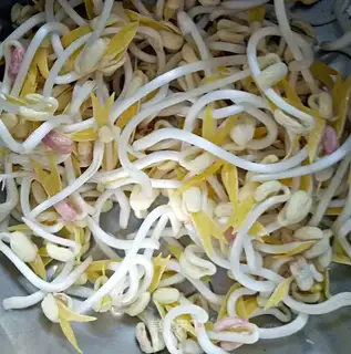 Auto green bean sprouts