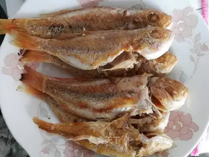 Red Shirt Fish