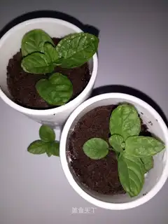 The yogurt plant