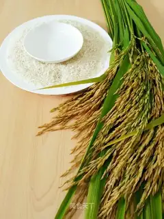 Rice