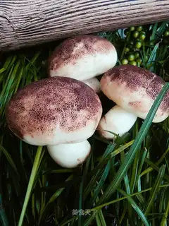Simulation of mushroom packs