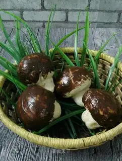 Simulate mushroom bread