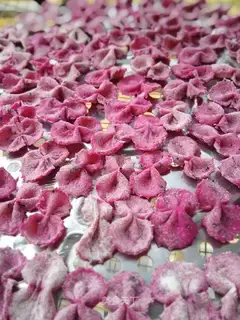 Red flamingo butterflies