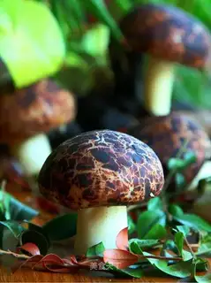Simulation of mushroom packs