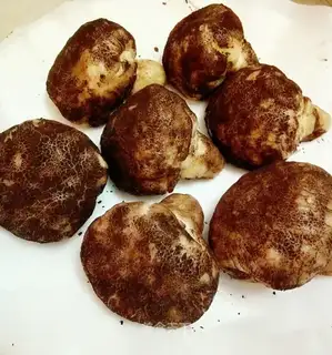 Simulate the mushroom bag