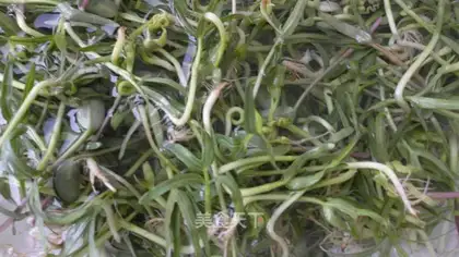 Water spinach sprouts