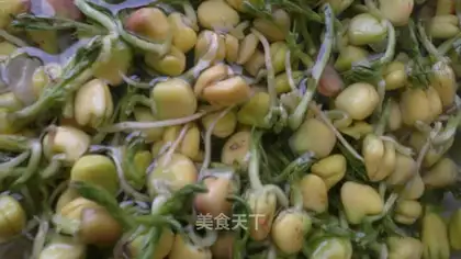 Pine willow sprouts