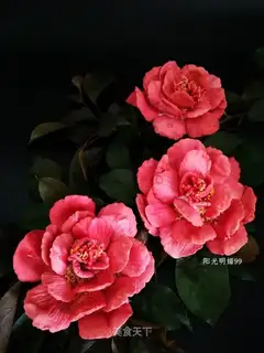 A national fragrance crotch