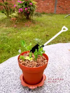 Chocolate yogurt