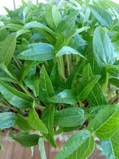 Green bean sprouts