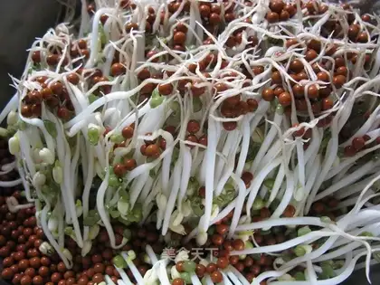 Make no bean buds at home