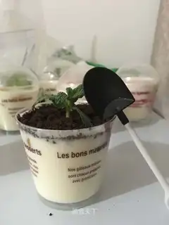 Homemade yogurt