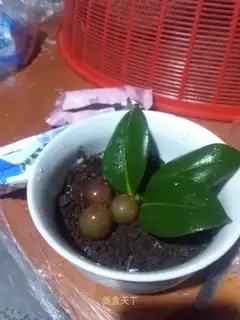 Yogurt ice cream