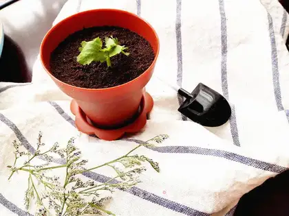 The yogurt plant