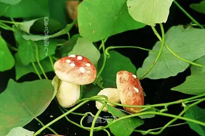 Fungus Bean Bag