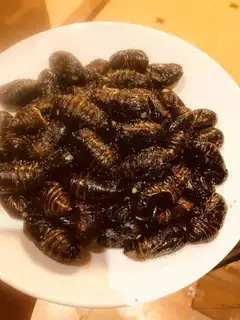 Fried cocoon