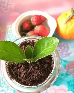 A yogurt salad plant