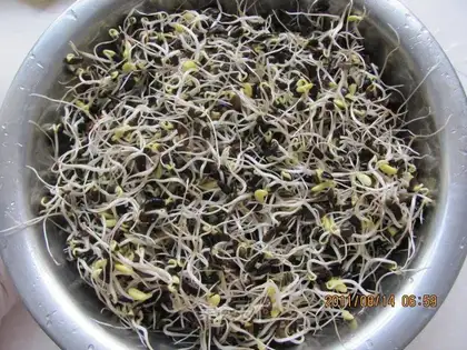 Self-black bean sprouts
